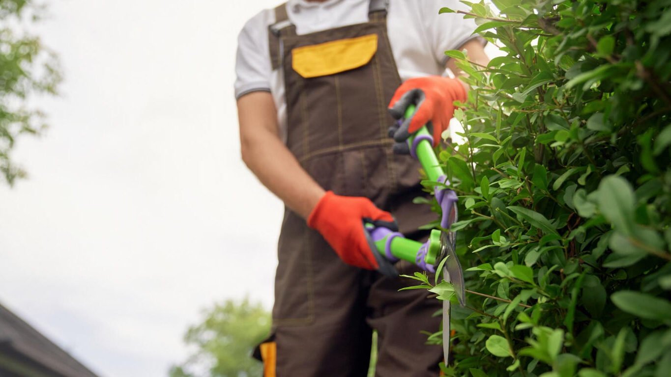 A man trimming hedges.