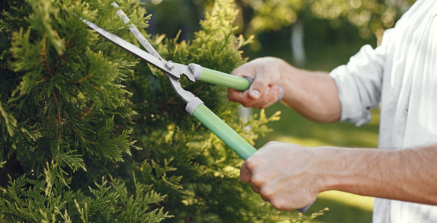 Close-up of a man's hand using grass shears and trimming a bush.

